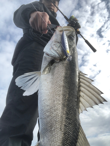 セイゴ（タイリクスズキ）の釣果