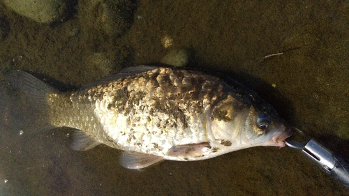 ヘラブナの釣果