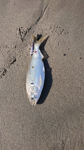 コノシロの釣果