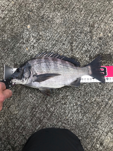 クロダイの釣果