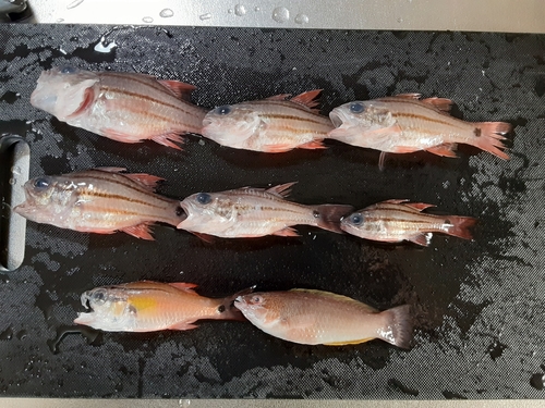 ネンブツダイの釣果