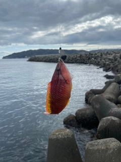 アカササノハベラの釣果