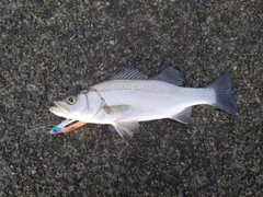 ハマチの釣果