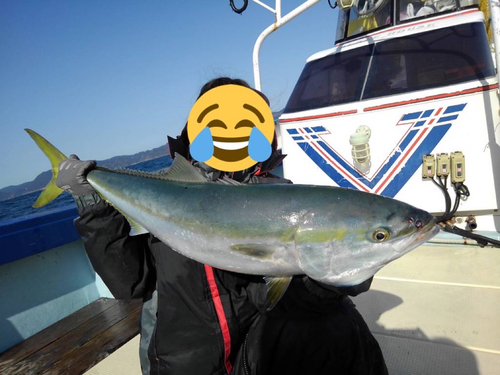 ブリの釣果