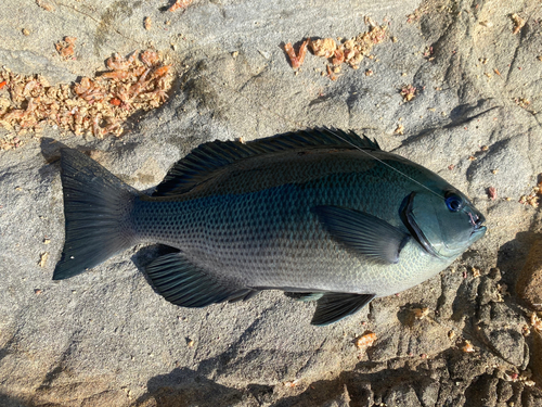 メジナの釣果