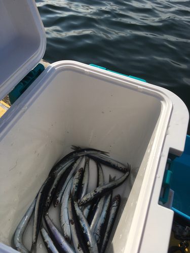 カタクチイワシの釣果