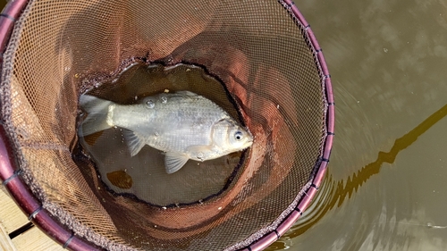 フナの釣果