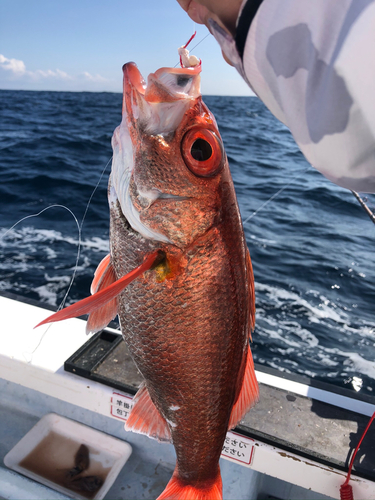 アカムツの釣果