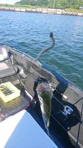 ブラックバスの釣果