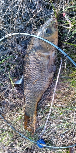 コイの釣果