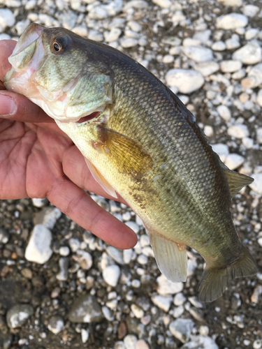 ラージマウスバスの釣果