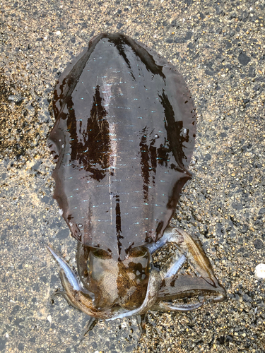 イカの釣果