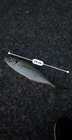 アジの釣果