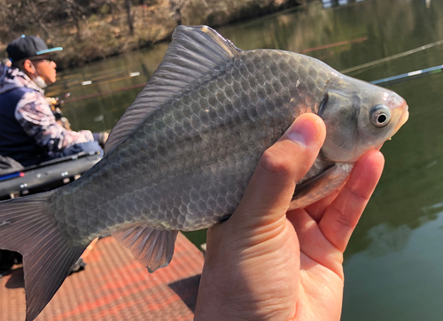 ヘラブナの釣果