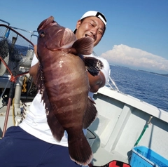 マハタの釣果