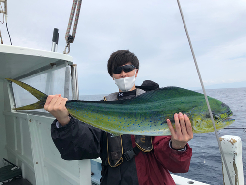 シイラの釣果