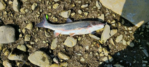 マルタウグイの釣果