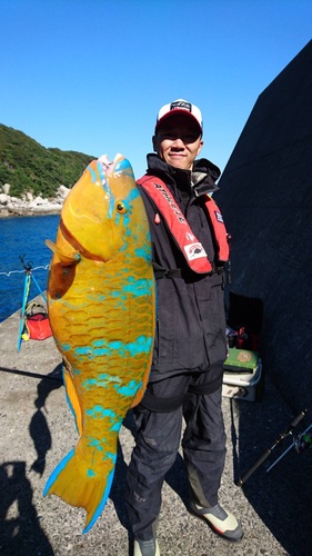 ヒブダイの釣果