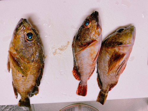 カサゴの釣果