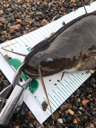 ナマズの釣果