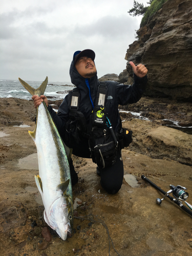 ヒラマサの釣果