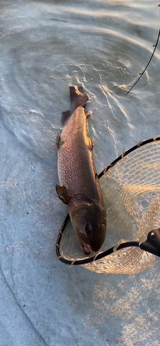 イトウの釣果