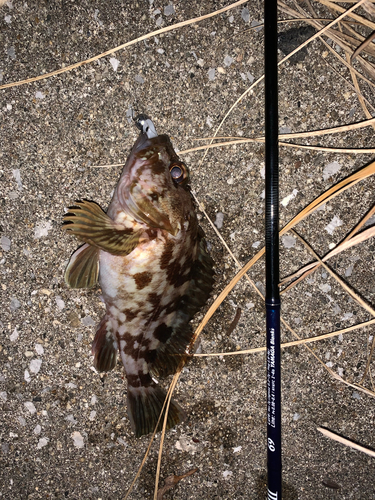 カサゴの釣果