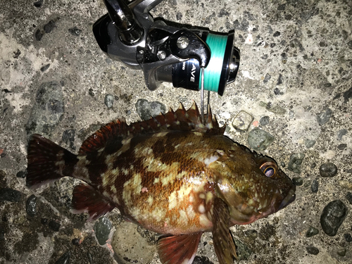 カサゴの釣果