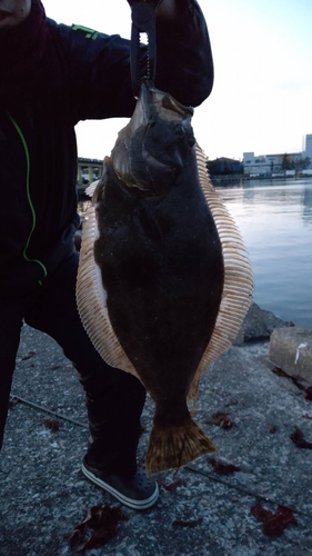 ヒラメの釣果