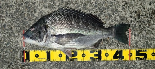 チヌの釣果