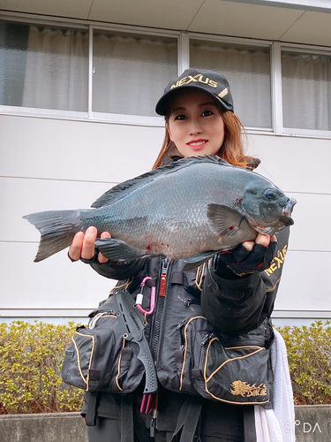 グレの釣果