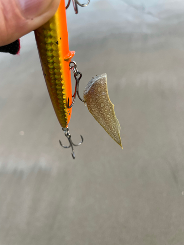 シタビラメの釣果