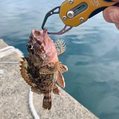 アラカブの釣果