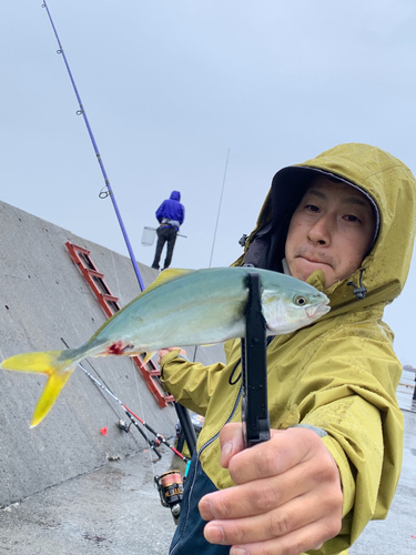 ツバスの釣果