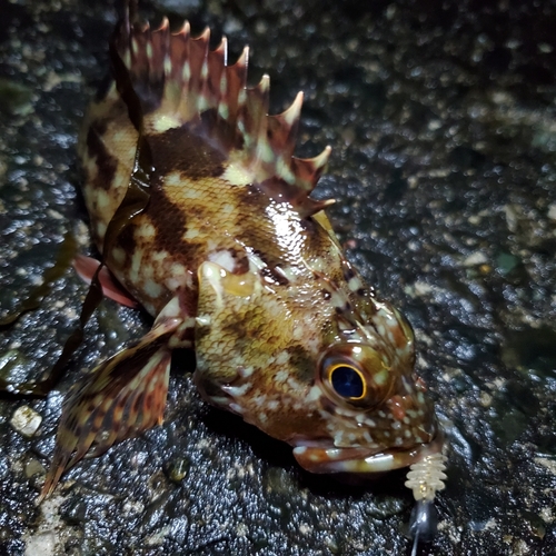 カサゴの釣果