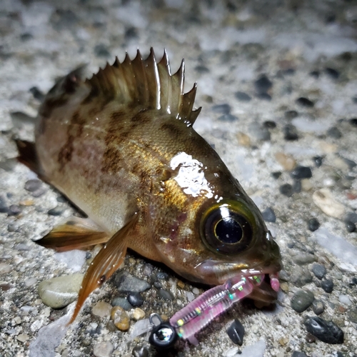 メバルの釣果