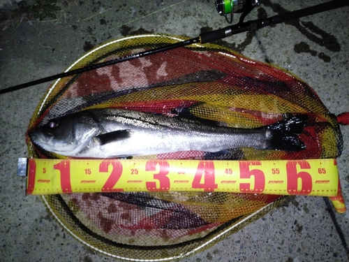 スズキの釣果