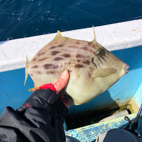 カワハギの釣果