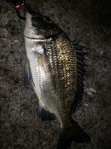 ミナミクロダイの釣果