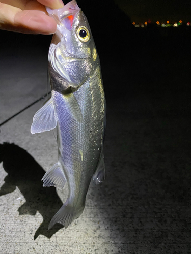 セイゴ（マルスズキ）の釣果