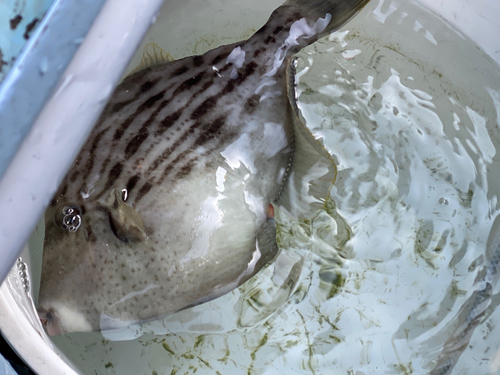 カワハギの釣果