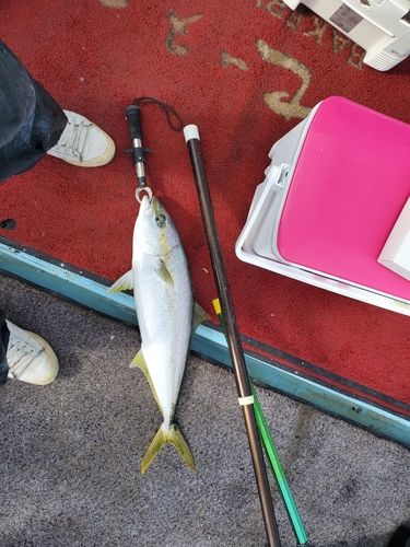 ハマチの釣果