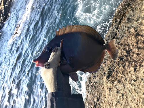 サンノジの釣果