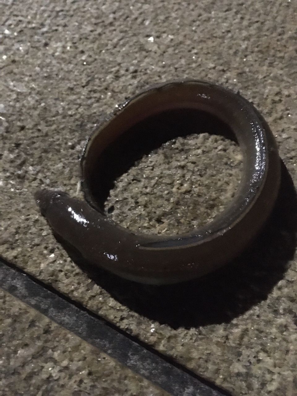 アナゴ