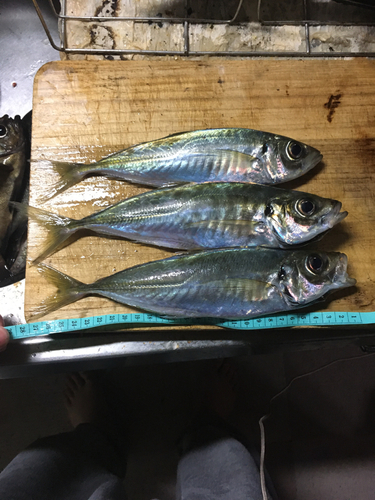 マアジの釣果