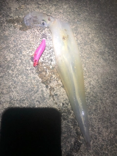 ヤリイカの釣果