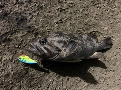 クロソイの釣果