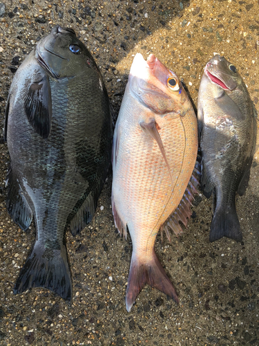 クチブトグレの釣果