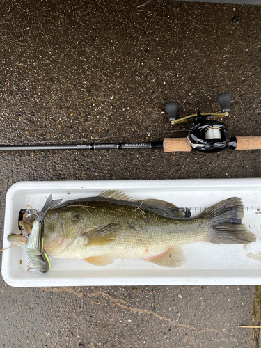 ラージマウスバスの釣果