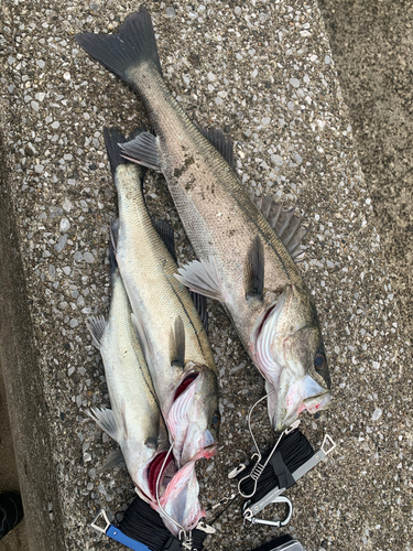 スズキの釣果